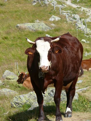 VACHE-SMALL.JPG